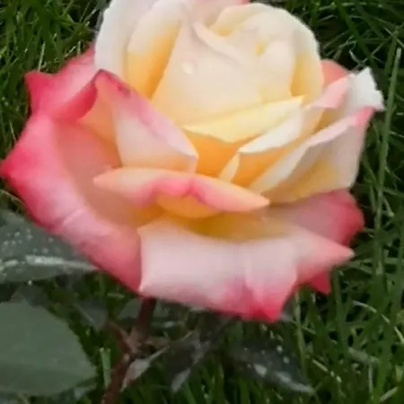 La Belhomiere